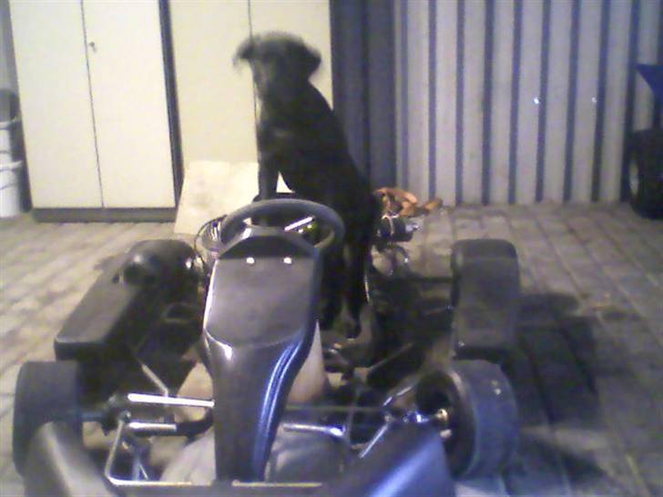 Blanding af racer Chico billede 7