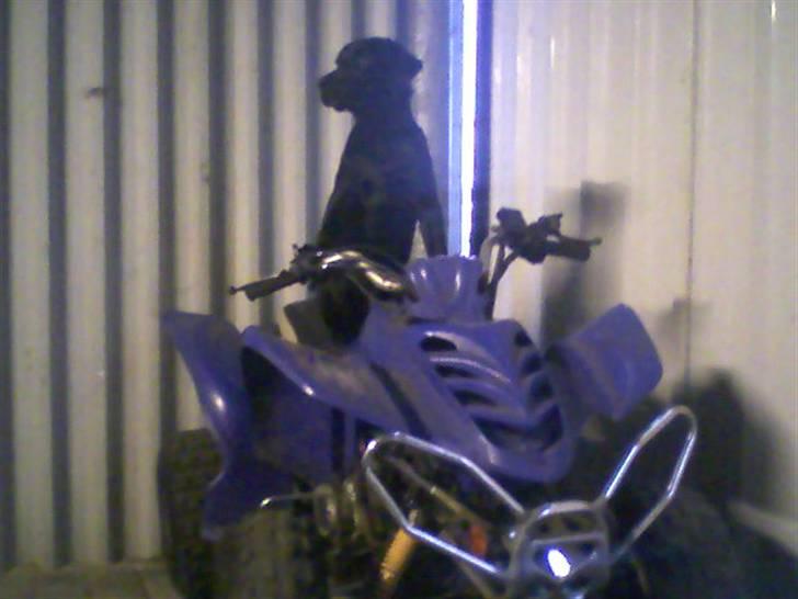 Blanding af racer Chico billede 8