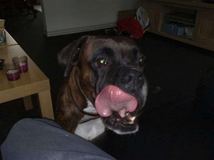 Boxer Febæks La Sif - Mums må jeg smage mor... billede 7