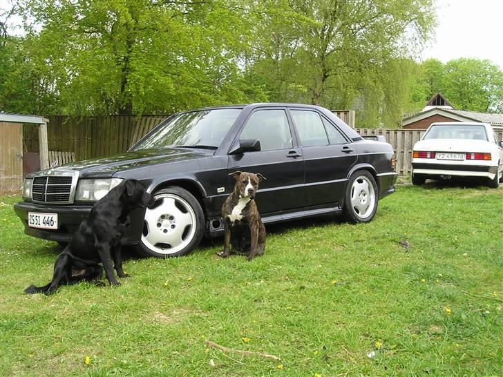 Blanding af racer Chico billede 9