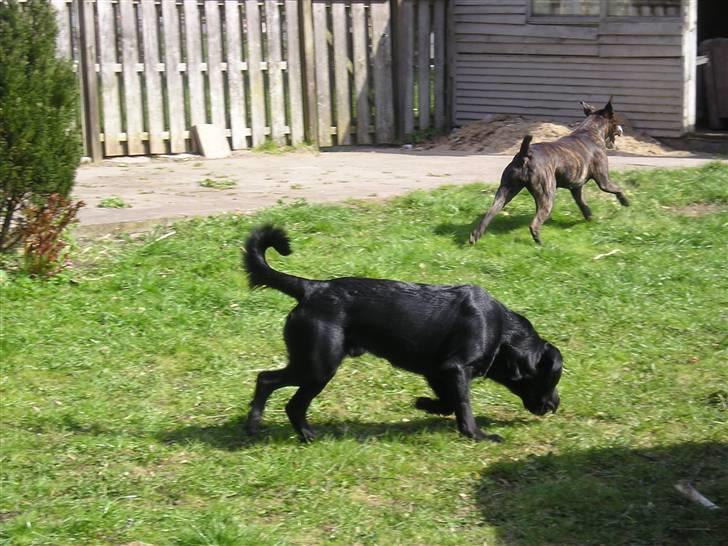 Blanding af racer Chico billede 10