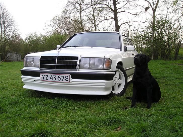 Blanding af racer Chico billede 11