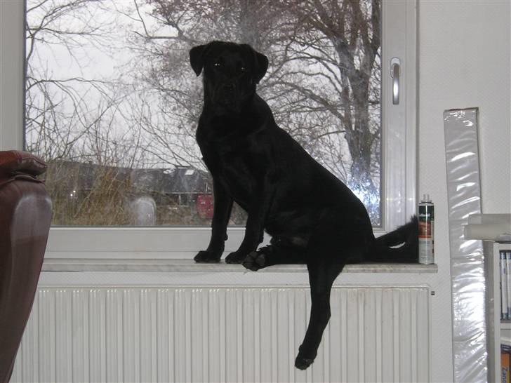 Blanding af racer Chico - Han vil gerne ud og tisse  c",) billede 12