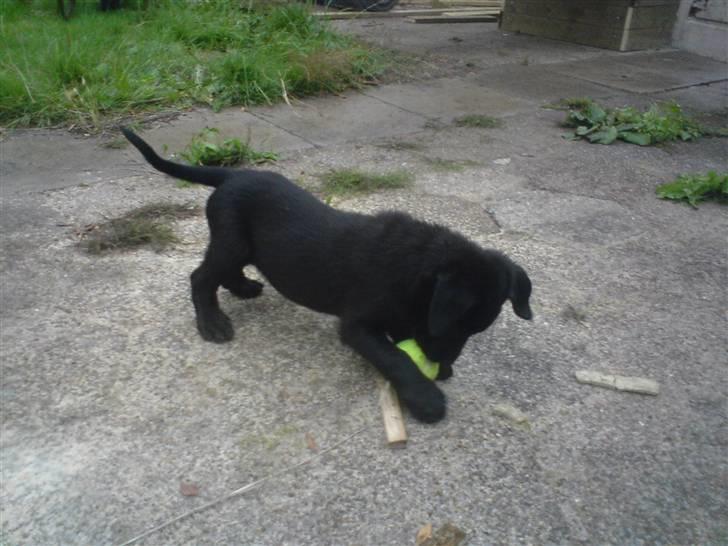 Blanding af racer Chico billede 13