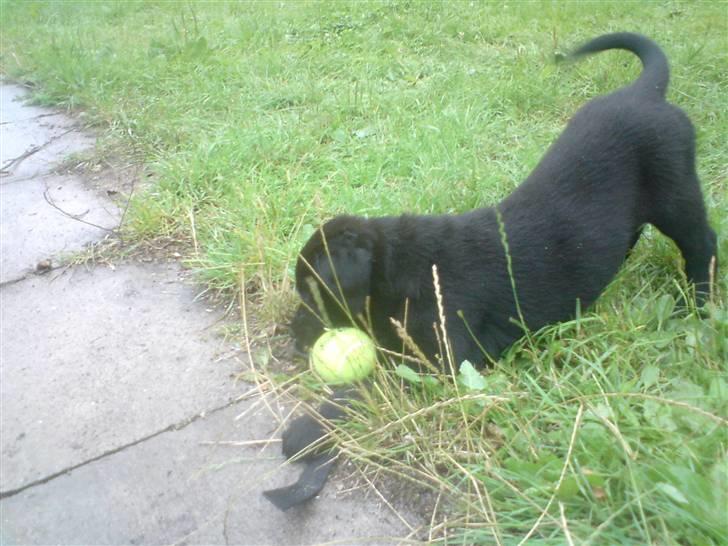 Blanding af racer Chico billede 14