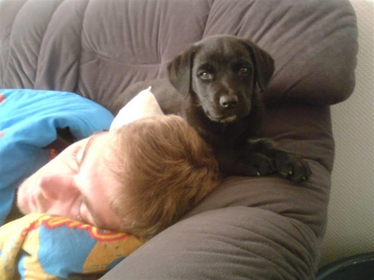 Blanding af racer Chico billede 15