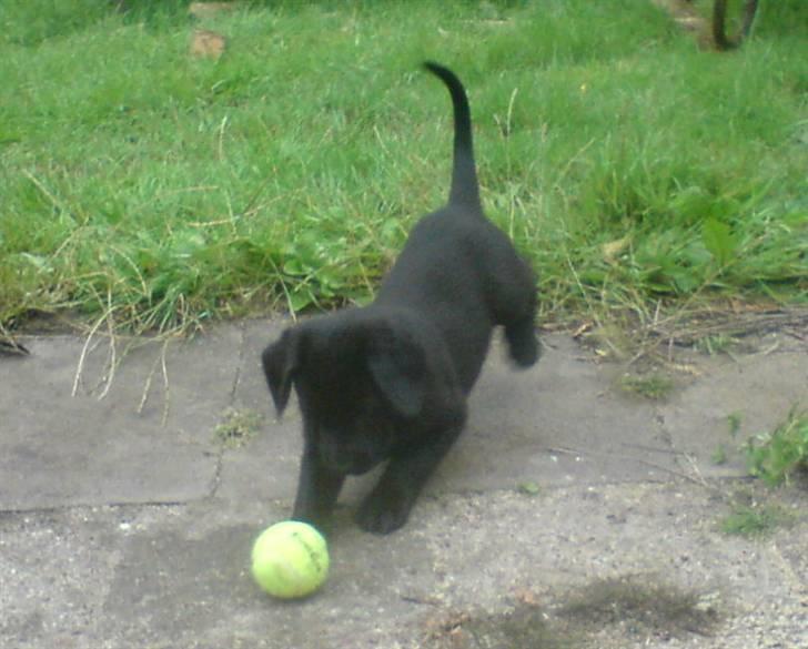 Blanding af racer Chico billede 16