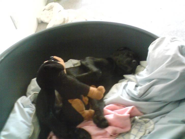 Blanding af racer Chico billede 17