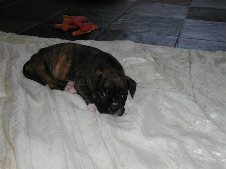 Boxer Febæks La Sif - Mini La Sif er søvnig billede 8