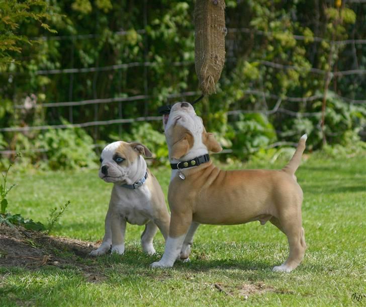 Amerikansk bulldog ABO´s King Joey - ABO´s King Joey og ABO´s Kooper billede 11