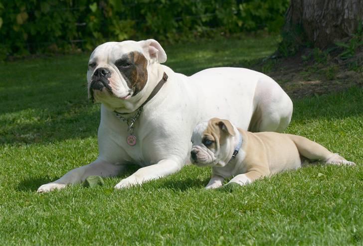 Amerikansk bulldog ABO´s King Joey - Hygger i solen med min storesøster billede 12