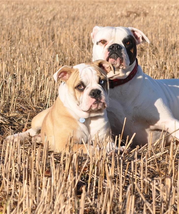 Amerikansk bulldog ABO´s King Joey billede 13