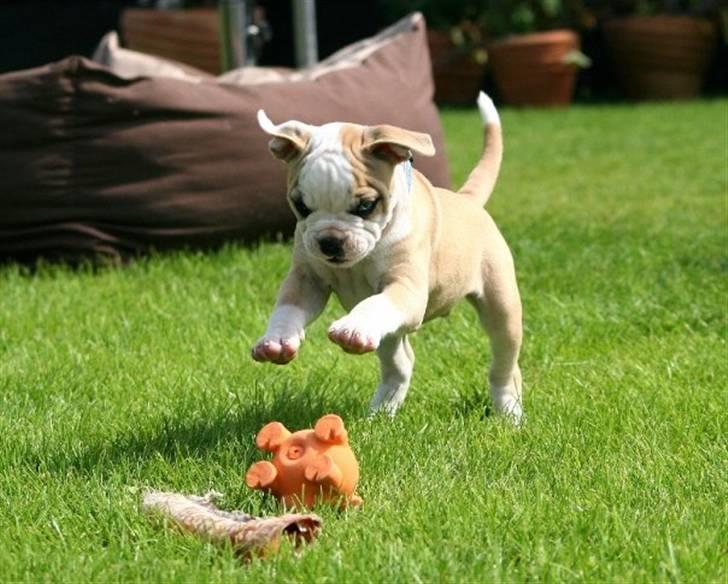 Amerikansk bulldog ABO´s King Joey - Haaar den!!!!!!!!!!!! billede 14