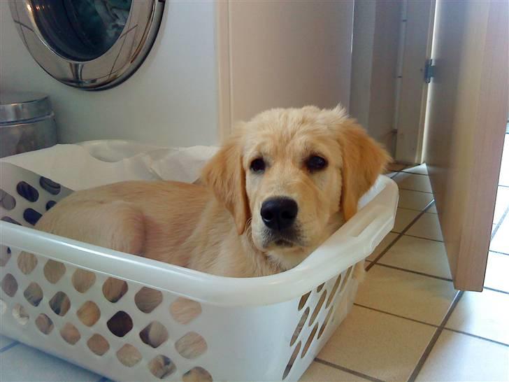 Golden retriever Bella - Bella, ligger i en vaskekurv. billede 2