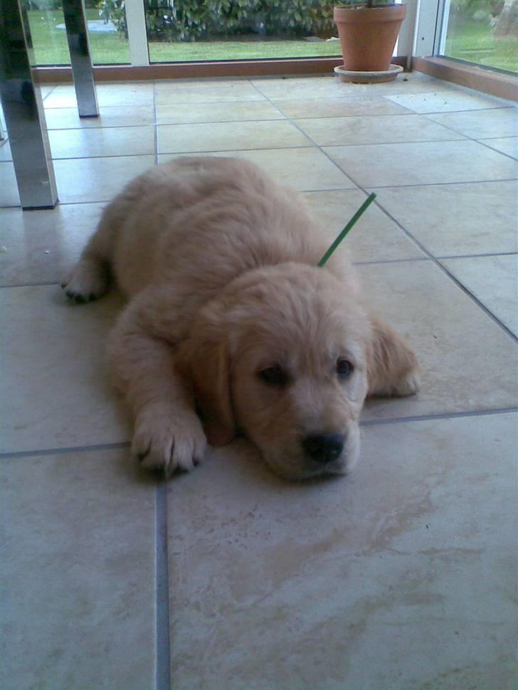 Golden retriever Bella - Bella, færste gang vi så hende billede 3