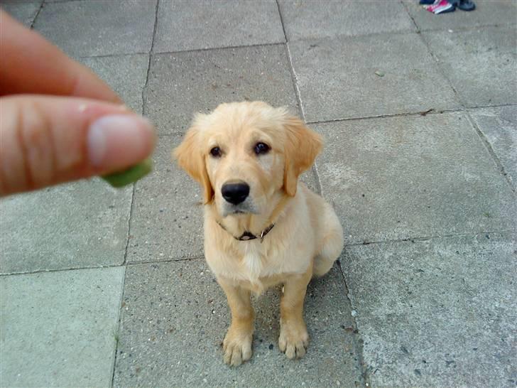 Golden retriever Bella - Bella, gør næsten alt for kiks billede 4
