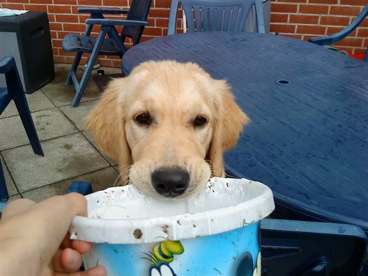 Golden retriever Bella billede 5