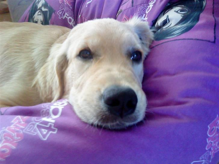 Golden retriever Bella - Bella, ligger i min sækkepude billede 6