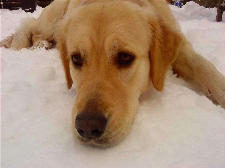 Golden retriever Bella billede 7