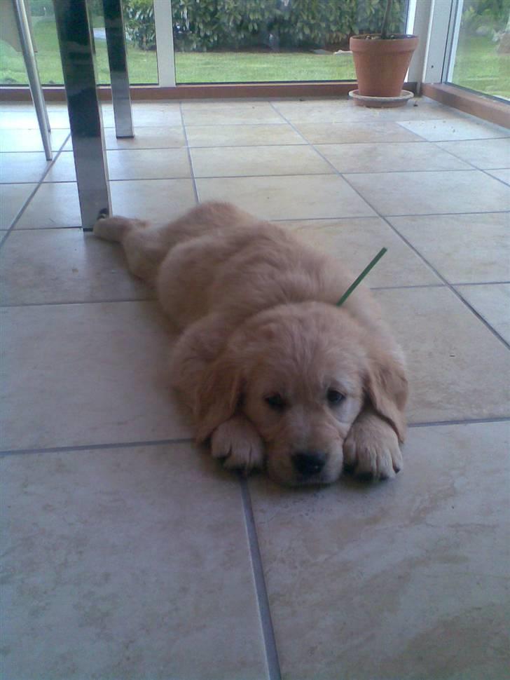 Golden retriever Bella - Bella, første gang vi så hende billede 8