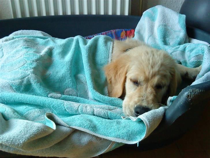 Golden retriever Bella - Bella, sover billede 9