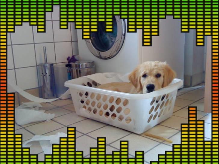 Golden retriever Bella - Føj Bella billede 10