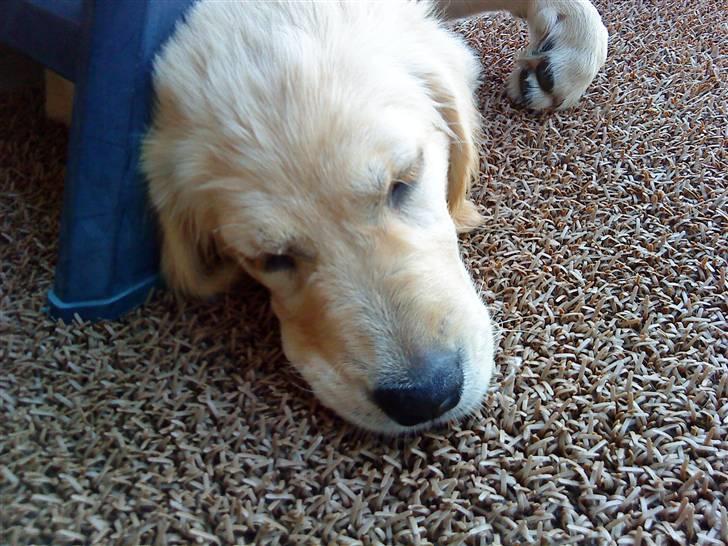 Golden retriever Bella - åårh, bella, er godt nok træt, og dagen er ikke engang slut endnu :) hehe billede 11