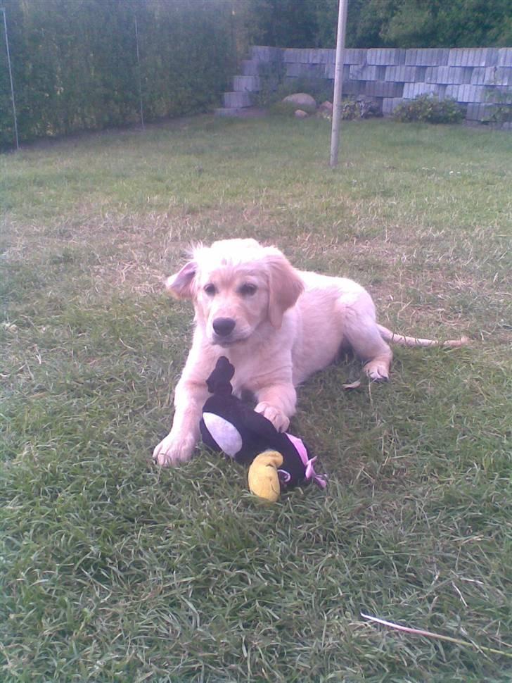 Golden retriever Bella - Bella, og hendes legetøj :) kan ikke altid enes :) billede 12