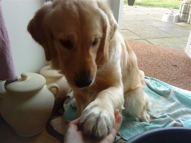 Golden retriever Bella - Du er skøn Bella! <33 billede 13