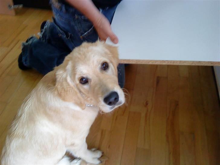 Golden retriever Bella - Bella, sidder bare og stirrer :) billede 14