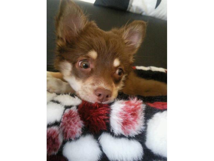 {{currentPhoto.altText}} billede {{currentPhoto.number}}