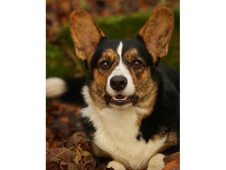 {{currentPhoto.altText}} billede {{currentPhoto.number}}