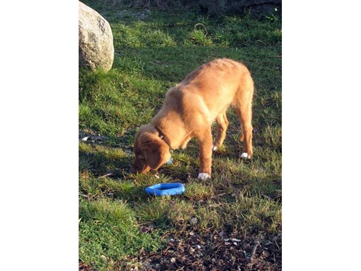 Nova scotia duck tolling retriever Haldor *DØD* billede 1