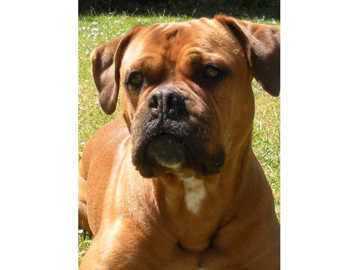 Blanding af racer Fatty - R.I.P billede 1