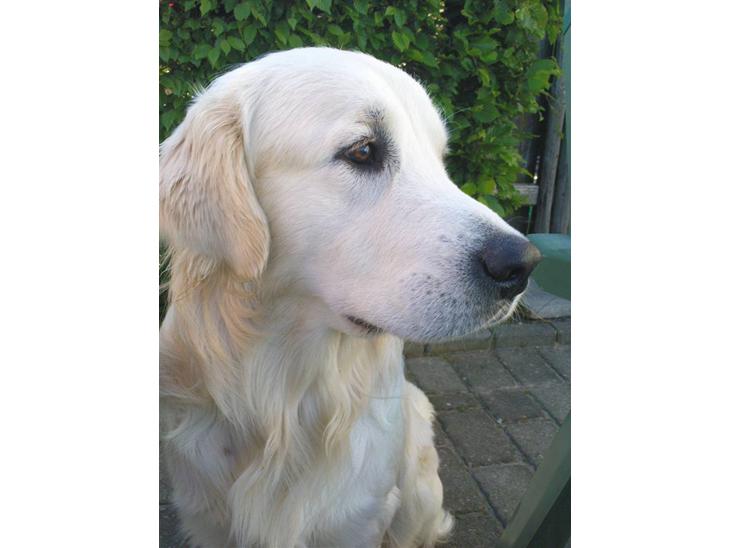 Golden retriever Catithre Paw(Rocky) billede 1