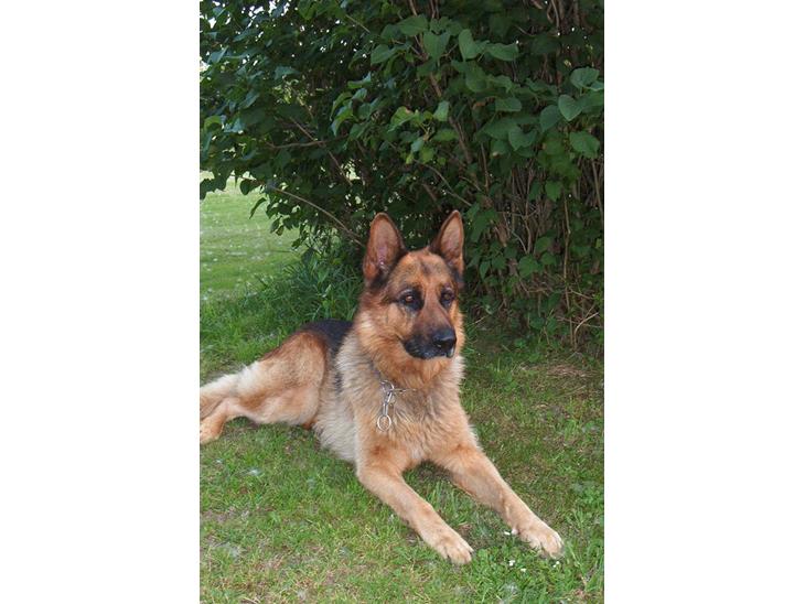 Schæferhund Nemo billede 1