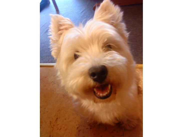 {{currentPhoto.altText}} billede {{currentPhoto.number}}