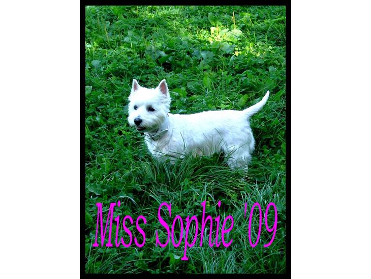 West highland white terrier Miss Sophie - " Du får lige et blink mor ;0)" billede 1