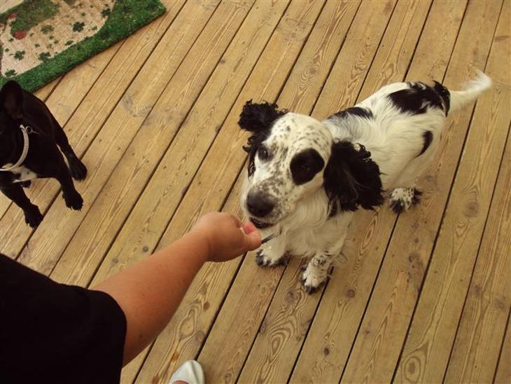 {{currentPhoto.altText}} billede {{currentPhoto.number}}