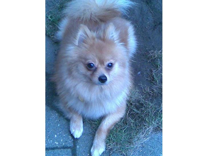 {{currentPhoto.altText}} billede {{currentPhoto.number}}