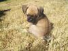 Blanding af racer Albert (Mops/chihuahua)