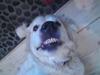 Golden retriever Mille