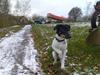 Dansk svensk gaardhund Tjørnely's Luna