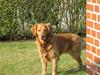 Golden retriever laban