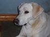 Labrador retriever obelix **DØD** [ Himmelhund]