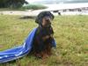 Rottweiler Kåre
