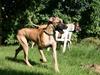 Grand danois Ringo star Veni