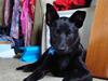 Australsk kelpie Milla - RIP maj 2011 [ Himmelhund]