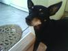 Dvaergpinscher Cooper *R.I.P* [ Himmelhund]