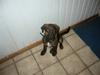 Blanding af racer Bailey. R.I.P. <3